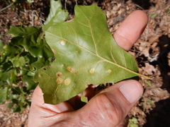 Polystepha quercifolia