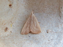 Macrochilo louisiana