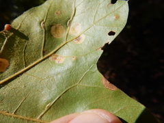 Polystepha quercifolia