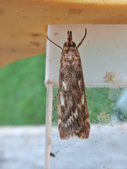 Occidentalia comptulatalis