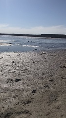 Echinodorus uruguayensis