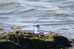 Chroicocephalus ridibundus