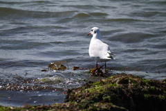 Chroicocephalus ridibundus