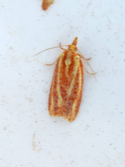 Sparganothis tristriata