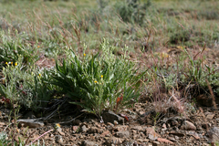 Crepis bakeri
