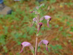 Pedicularis glabra
