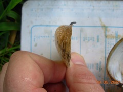 Alasmidonta marginata