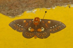 Procitheronia fenestrata