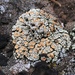 Scattered Rock-posy Lichen - Photo (c) Samuel Brinker, some rights reserved (CC BY-NC), uploaded by Samuel Brinker