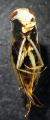 Callicorixa audeni