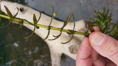 Elodea nuttallii