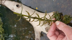 Elodea nuttallii