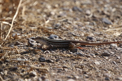 Aspidoscelis sonorae