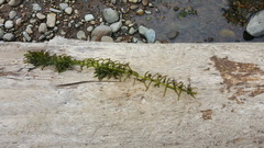 Elodea nuttallii