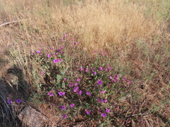 Mirabilis multiflora