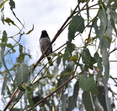 Sporophila luctuosa