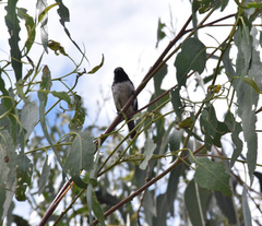 Sporophila luctuosa