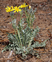 Crepis intermedia