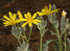Crepis intermedia