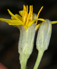 Crepis intermedia