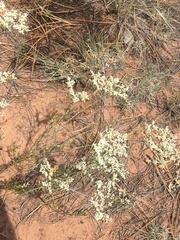 Eriogonum microtheca simpsonii