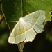 Light Emerald - Photo (c) Mirko Tomasi, some rights reserved (CC BY-NC), uploaded by Mirko Tomasi