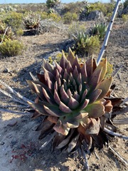 Dudleya ingens