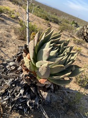 Dudleya ingens