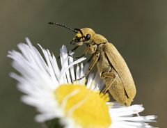 Epicauta ferruginea