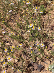 Erigeron foliosus franciscensis
