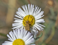 Epicauta ferruginea