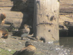 Lophodytes cucullatus