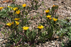 Crepis modocensis