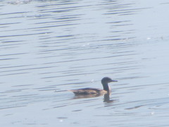 Lophodytes cucullatus