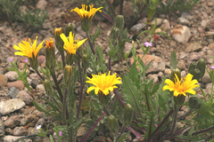 Crepis modocensis