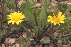 Crepis modocensis