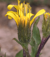 Crepis modocensis