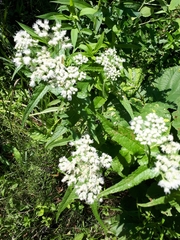 Eupatorium perfoliatum