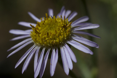 Erigeron foliosus franciscensis