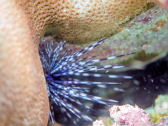 Astropyga pulvinata