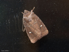 Pseudorthodes vecors