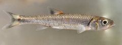 Luxilus coccogenis