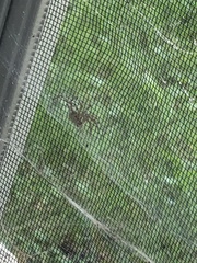 Agelenopsis