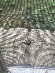 Agelenopsis