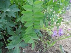 Hedysarum occidentale