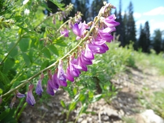 Hedysarum occidentale