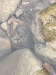 Faxonius longidigitus