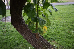 Thespesia grandiflora