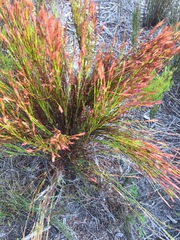 Hypodiscus argenteus