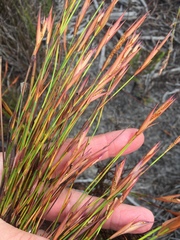 Hypodiscus argenteus